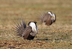 Gunnison Sage-Grouse